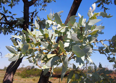 10 SILVER BOX EUCALYPTUS Pruinosa Silvery Blue-Green Foliage Apple Box Smoke Tree White Yellow Flower Seeds
